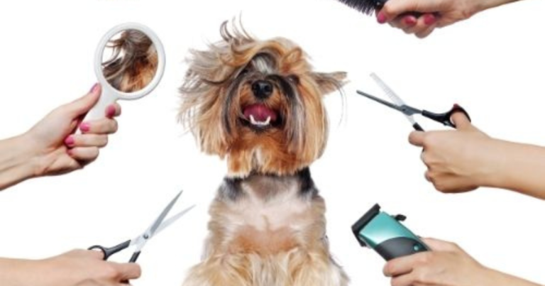 Dog Grooming