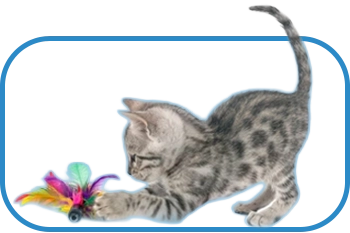 Cat Accessories