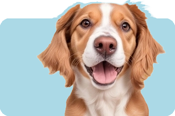Dogs