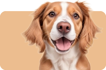 Dogs