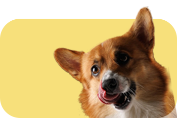 Dog Treats