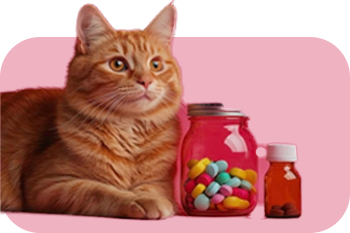 Cat Supplements