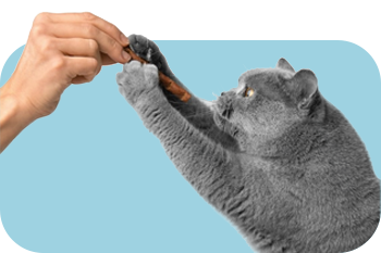 Cat Treats