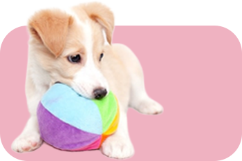 Dog Accessories